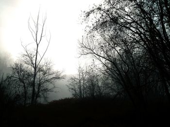 Silhouette trees against sky