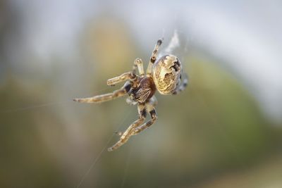 Close-up of spider