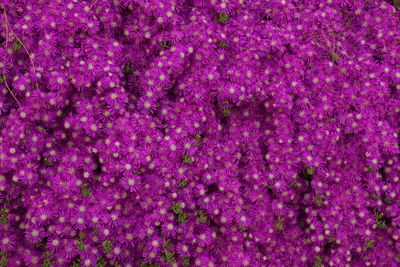 High angle view of pink flowering plants