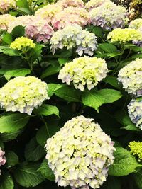 Close-up of flowers