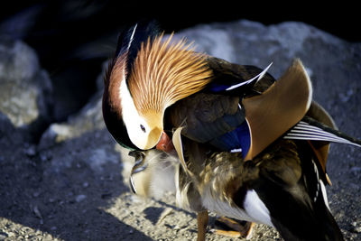 Close-up of mandarin duck