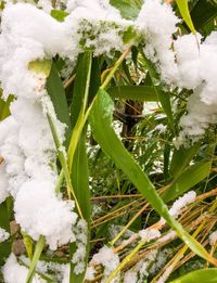 Close-up of frozen plants during winter