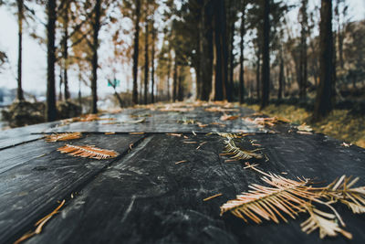 Close-up of tree stump in forest