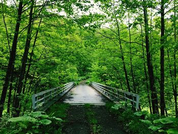 Walkway amidst trees in forest