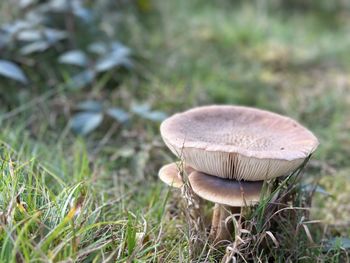 fungus