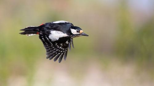 Close-up of bird flying