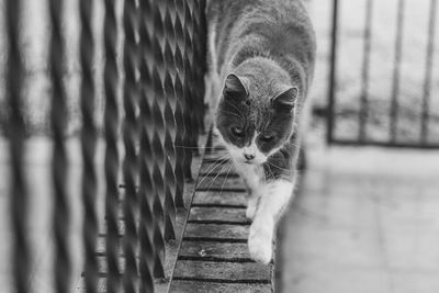 Close-up portrait of a cat