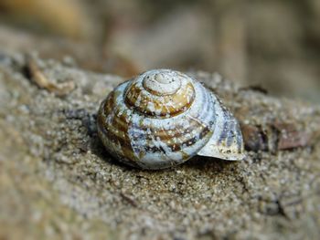 Close-up of snail on rock