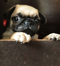 Close-up portrait of dog