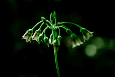 Close-up of flowering plant against black background