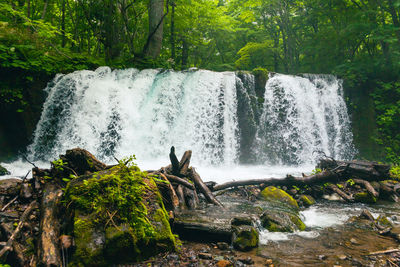 Scenic view of waterfall in forest