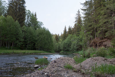 River amidst trees in forest against sky