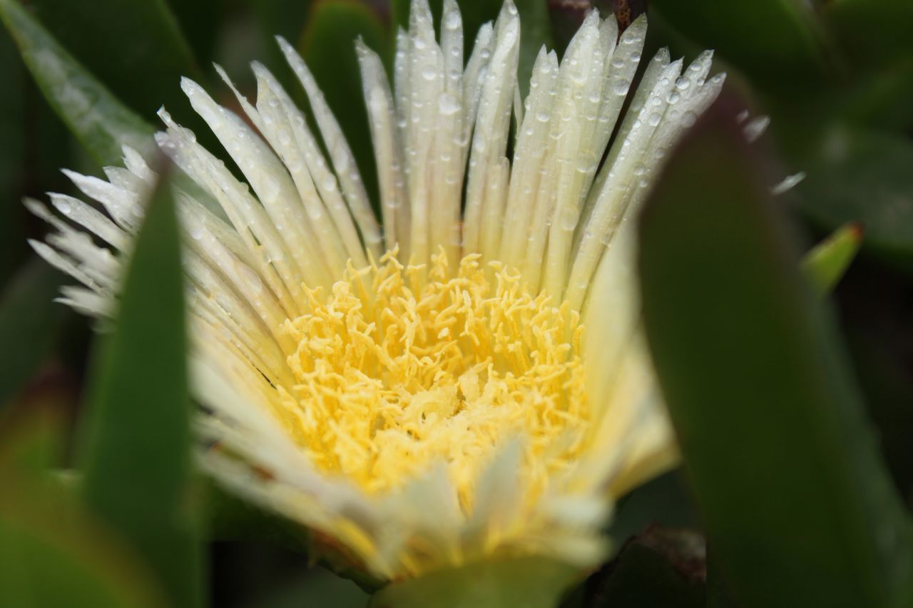 South africa flower