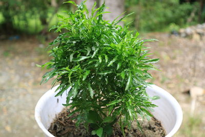 Close-up of potted plant in yard