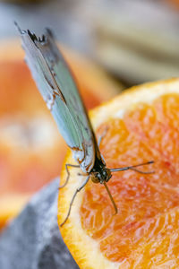 Close-up of insect, butterfly on orange fruit