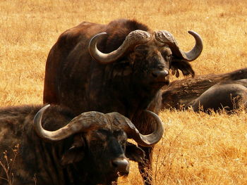 Two cape buffaloes on landscape