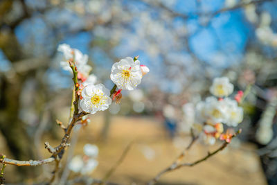 Close-up of cherry blossoms on branch