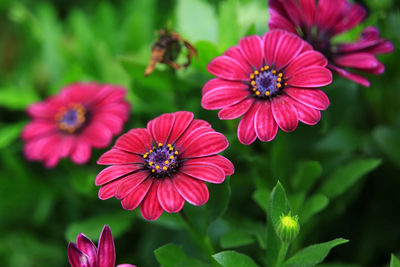 Close-up of pink flowering plants in park