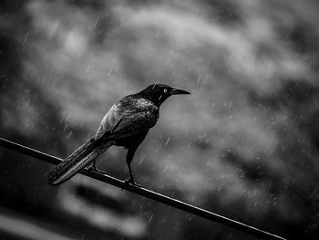 Close-up of bird perching on water