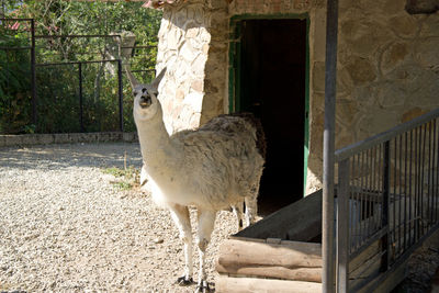 Horse standing in front of built structure