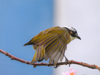 Low angle view of bird perching on branch against sky