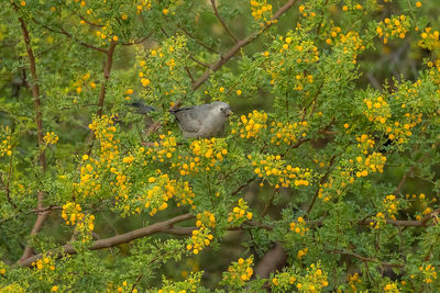 Close-up of bird perching on plant