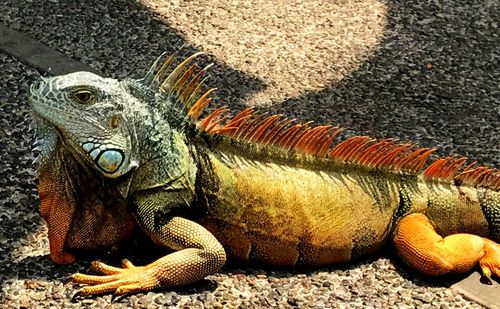 Close-up of iguana