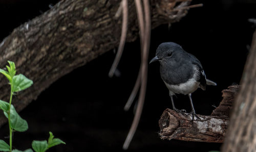 Close-up of bird perching on tree trunk