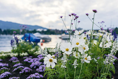 Beautiful flowers by lake zurich, switzerland