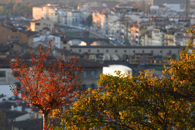 Trees and buildings in city during autumn