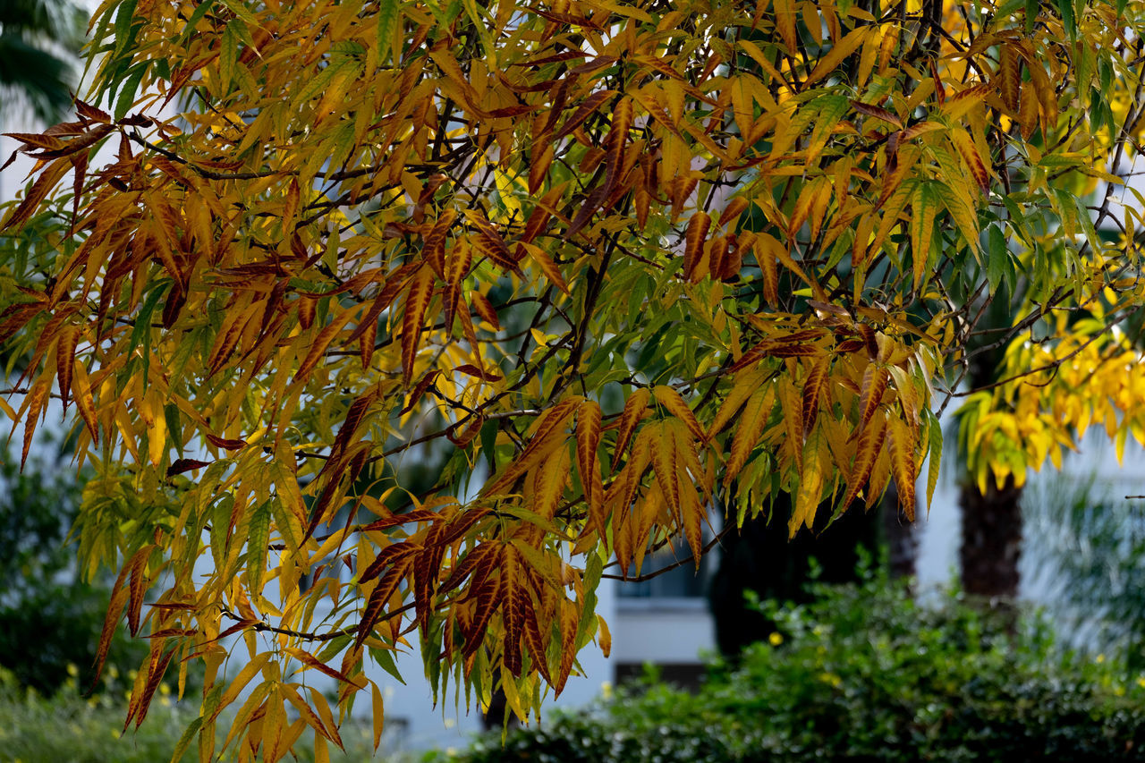 CLOSE-UP OF MAPLE LEAVES