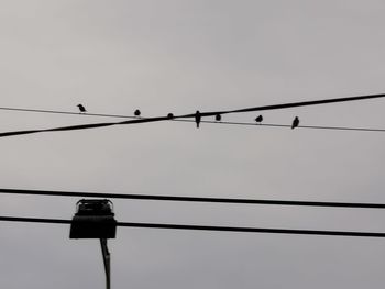 Low angle view of birds perching on cable against sky