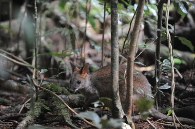 View of animals in forest