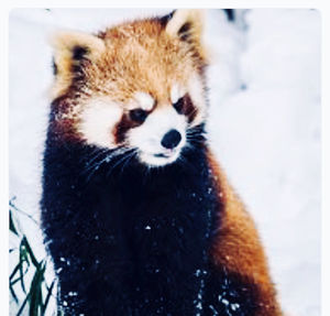 red panda