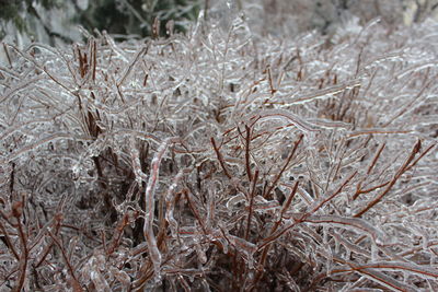Close-up of dried plant on snow covered field