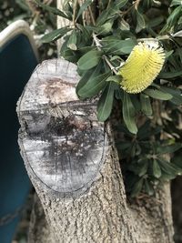 Close-up of plant on tree trunk