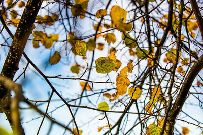 Low angle view of tree against sky during winter