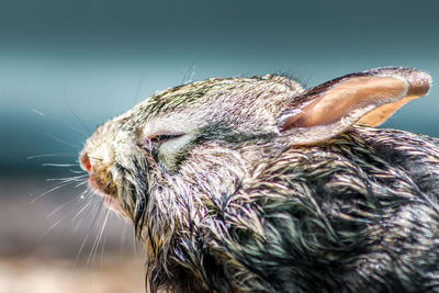 Close-up of a wet baby rabbit