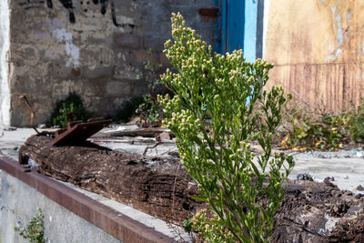 Plants growing by old building