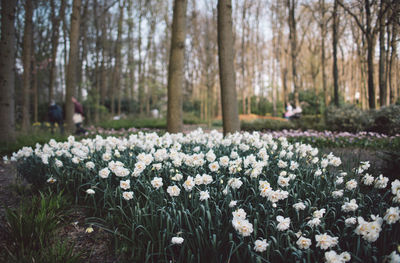 White flowering plants on field