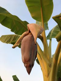 Low angle view of a plant against the sky