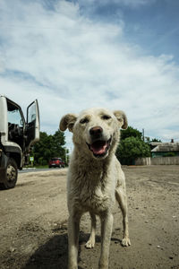 Portrait of dog by car against sky