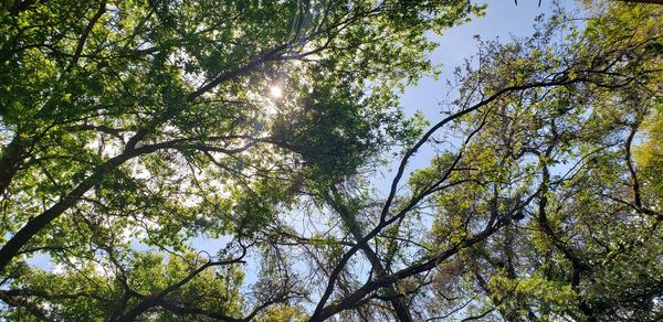 Low angle view of trees against sky