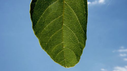 Close-up of fresh green leaf against sky