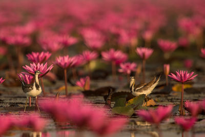 Close-up of pink lotus water lily