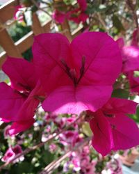 Close-up of pink bougainvillea blooming outdoors