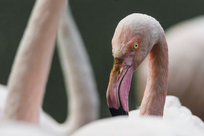 Close-up of a bird