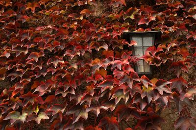 Full frame shot of autumnal leaves