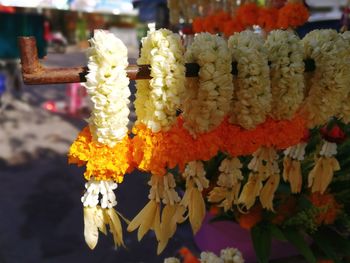 Close-up of yellow flowers hanging at market stall