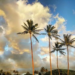 Low angle view of palm trees against cloudy sky